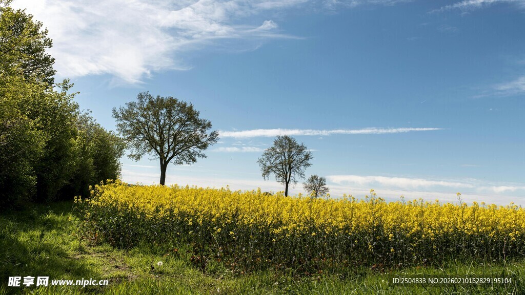 金黄花田与树的田园风光