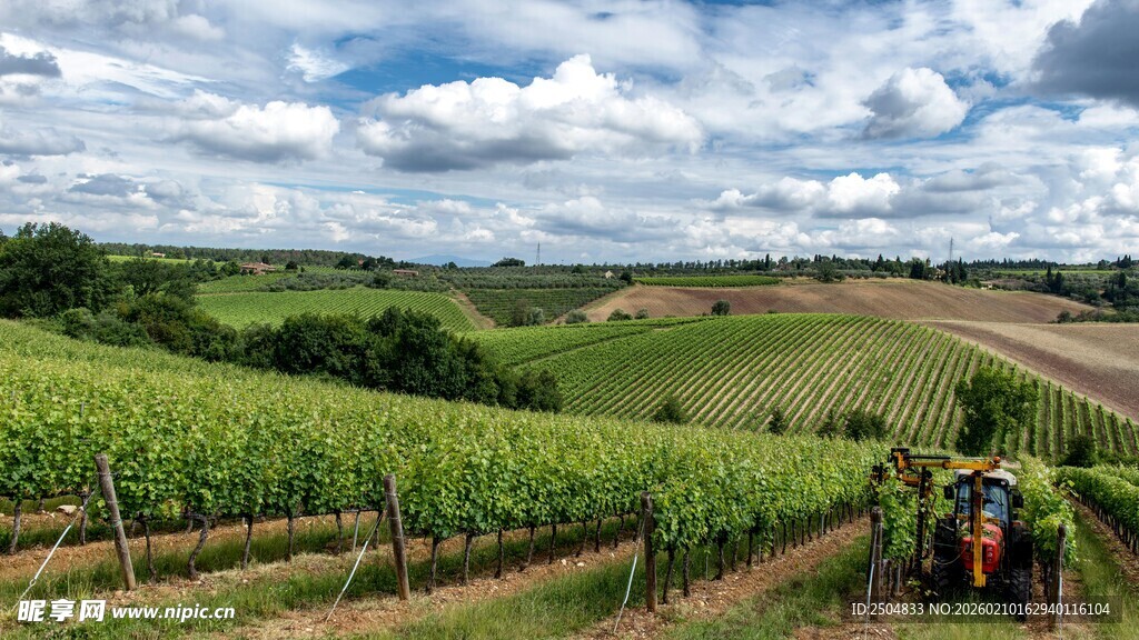 田园风光中的葡萄种植场景
