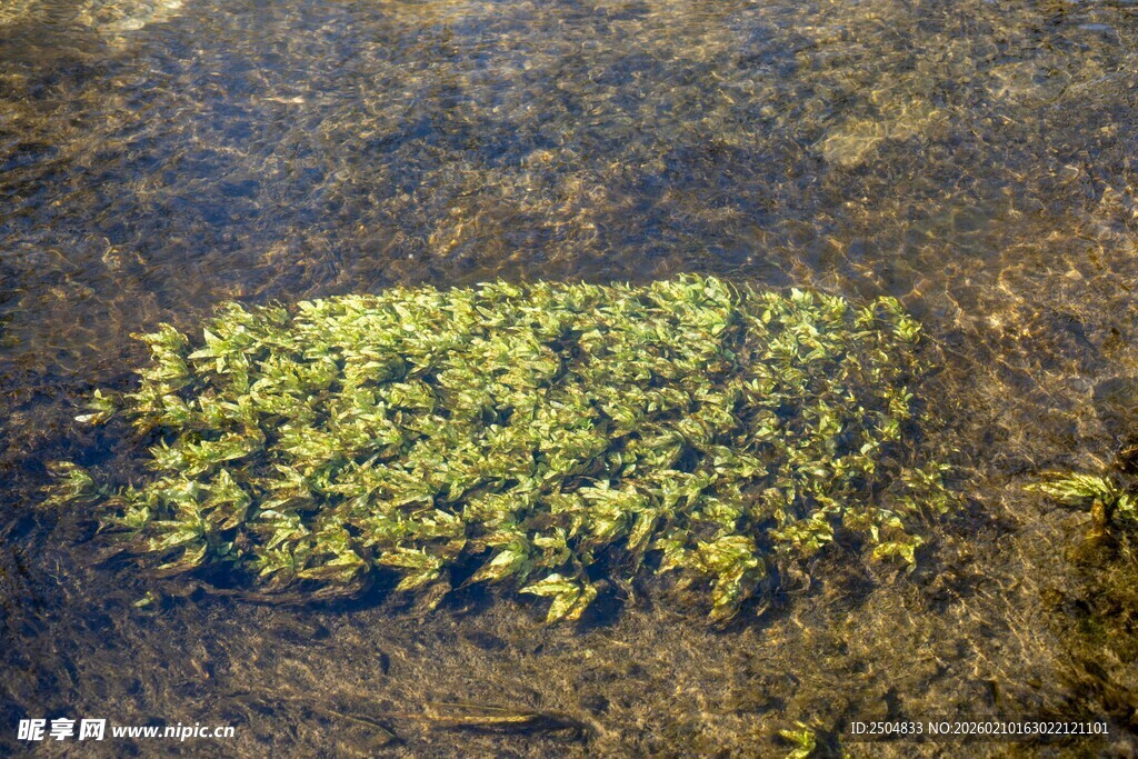 水中嫩绿浮萍景观