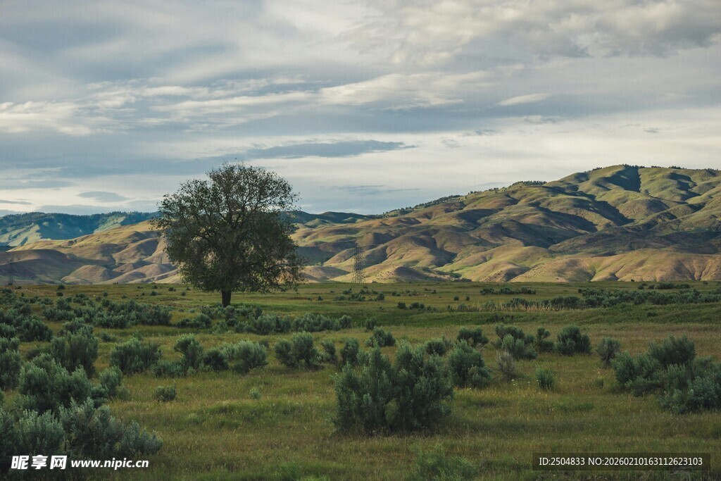 草原孤树与远山美景