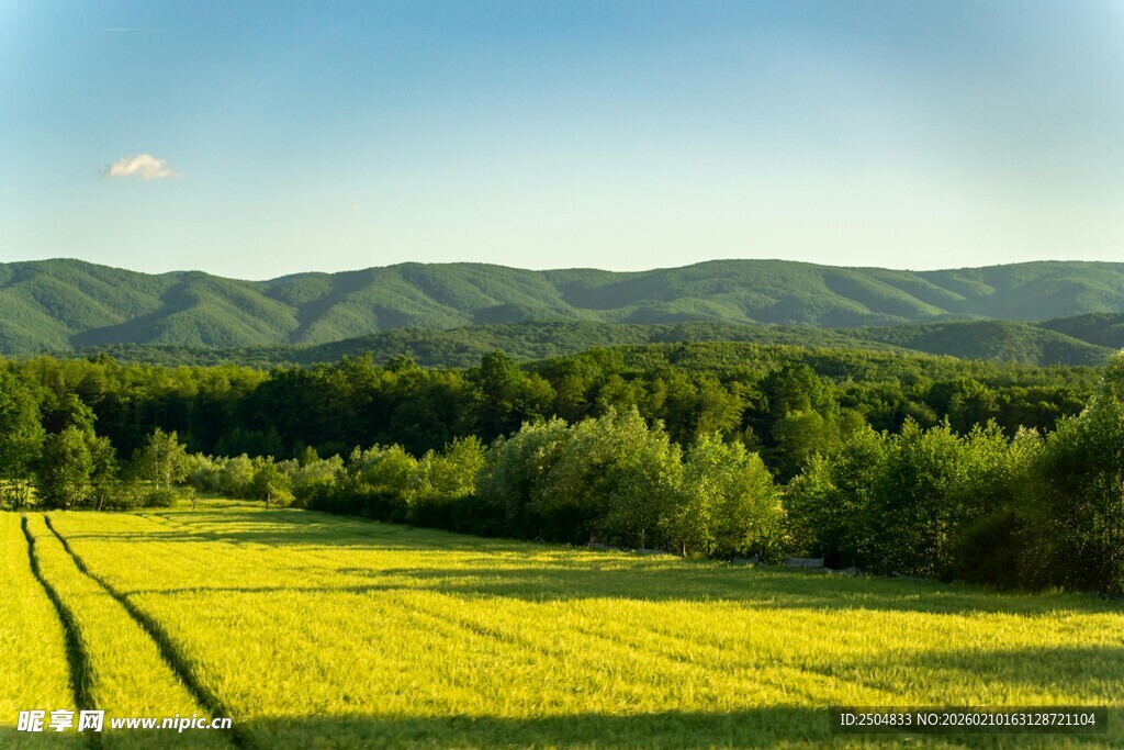 金黄田野与远山绿树美景