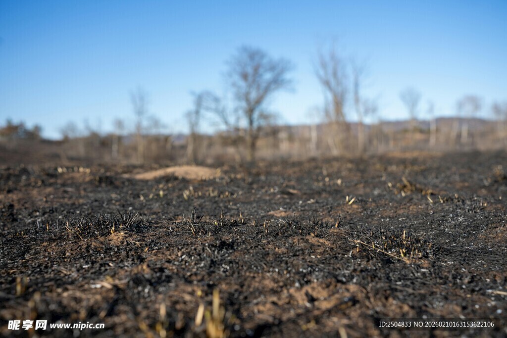 烧焦的土地与稀疏树木
