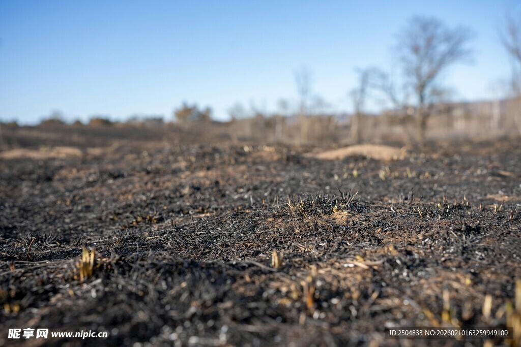 过火荒地景象