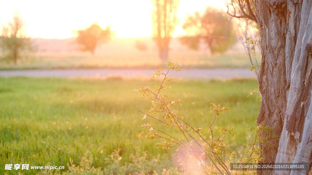 夕阳下的树与翠绿田野