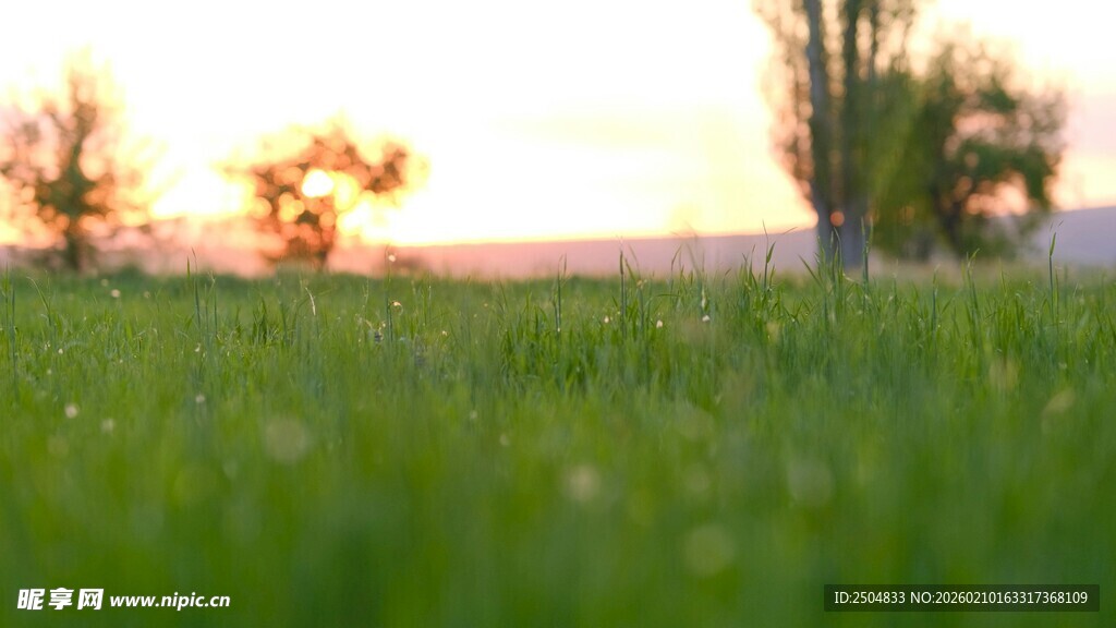 夕阳下的翠绿草地