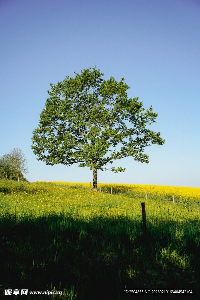 田野中孤独的茂盛大树