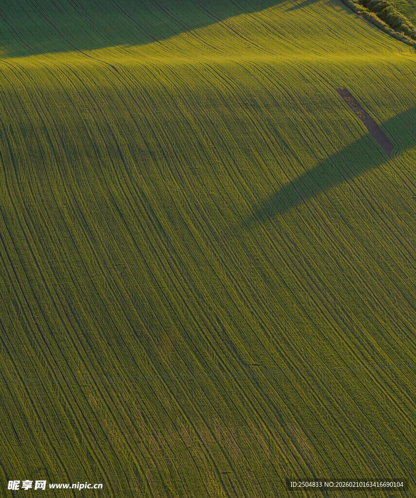 金色麦田的美丽光影