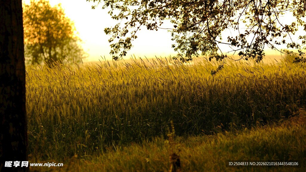 夕阳下的田野与树木
