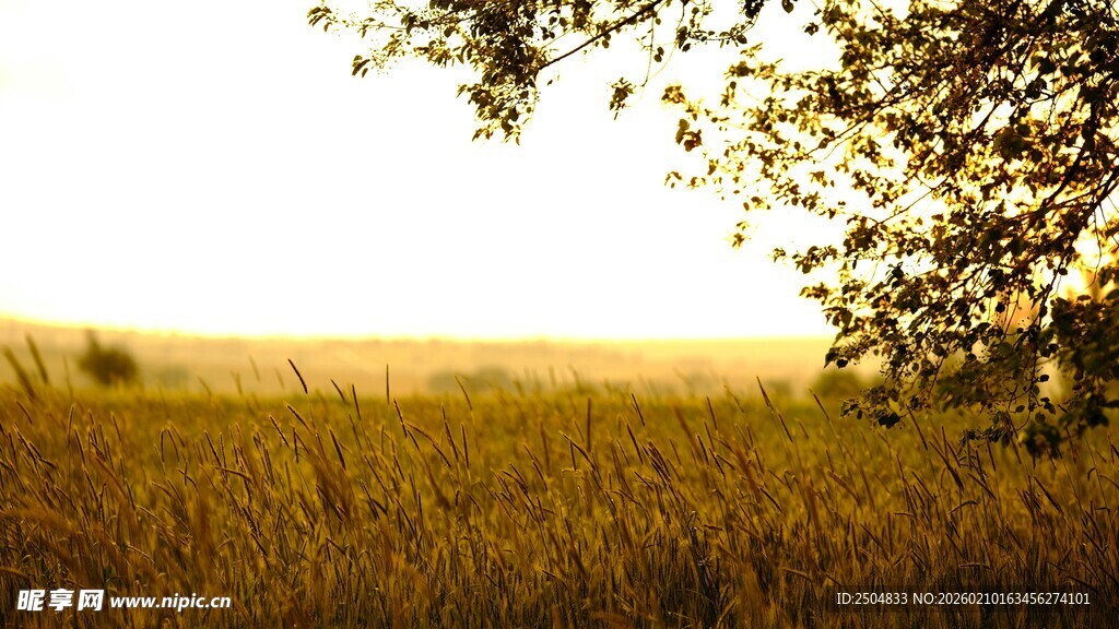 夕阳下的田野与树木