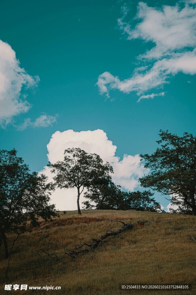 蓝天白云下的开阔草地