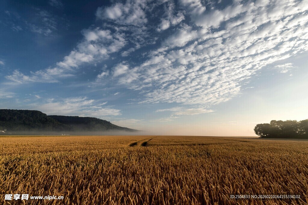 金色麦田与蓝天白云美景