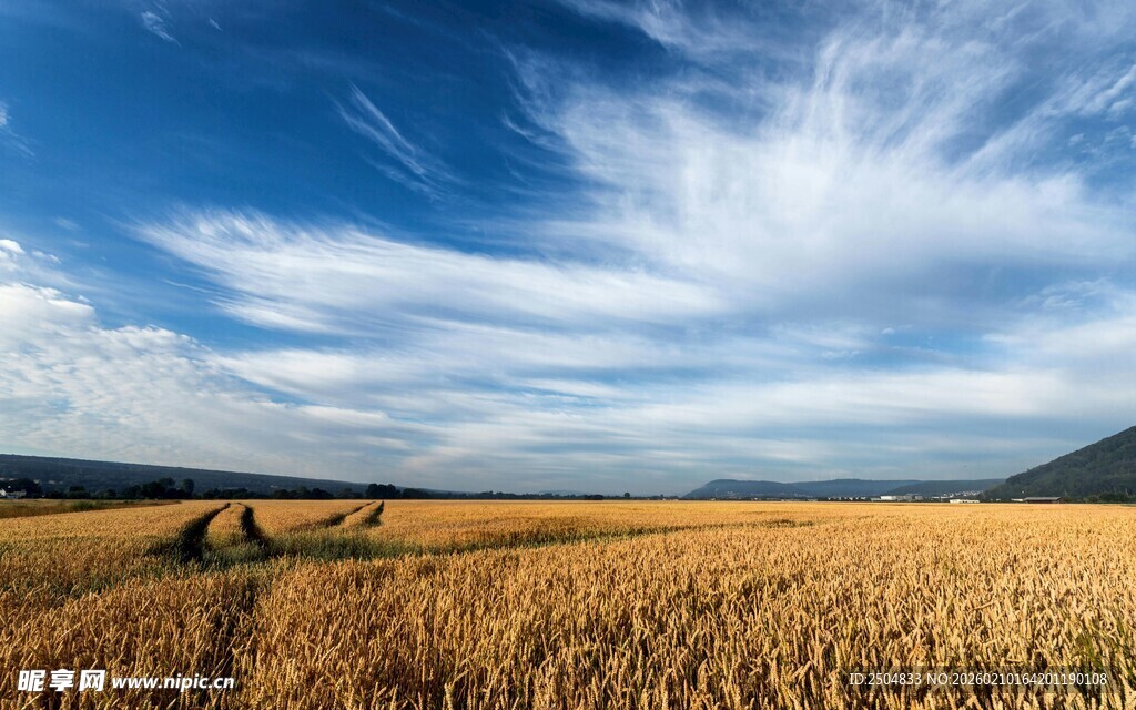 金黄麦田上的壮美天空