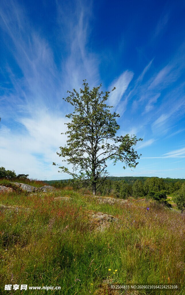 旷野孤树 蓝天白云相伴