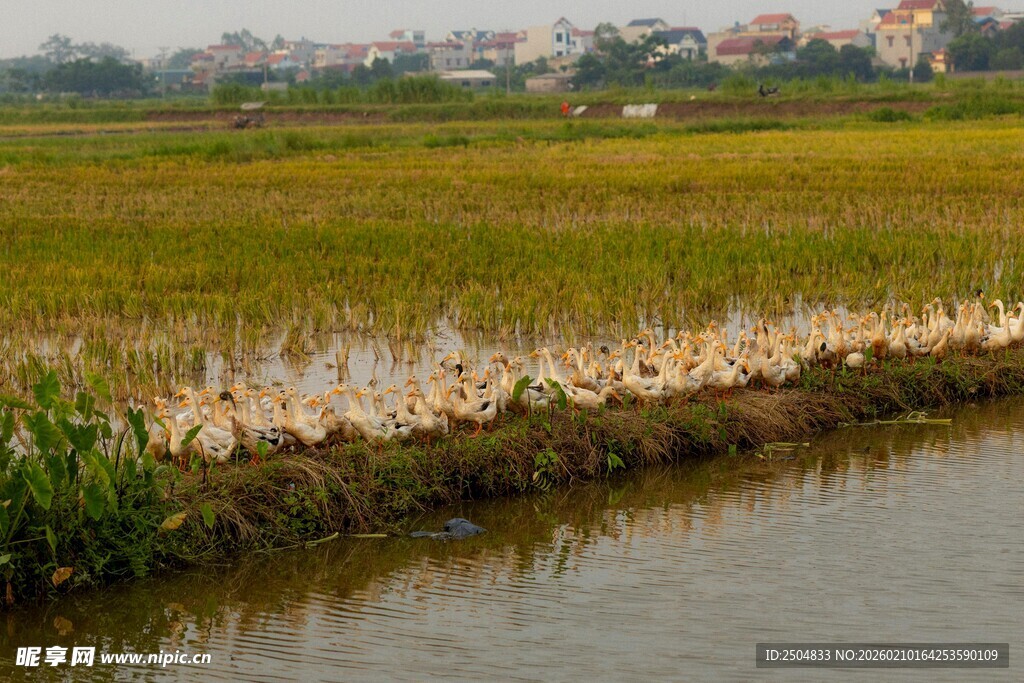 稻田旁河岸的白鹭群