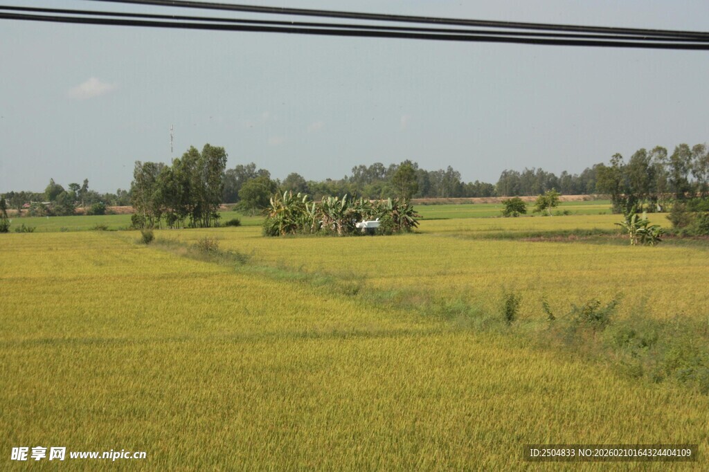 金黄稻田风光