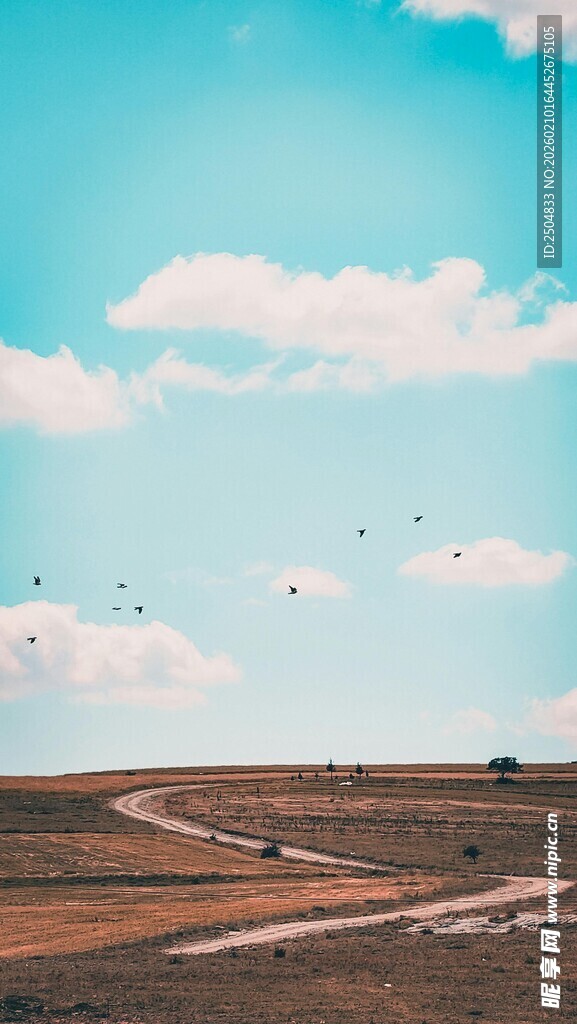 旷野上的多彩风筝飞舞