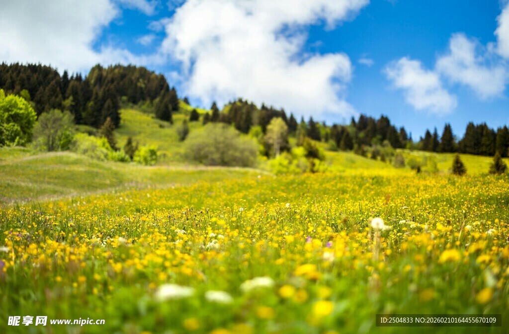 春日花海 山间烂漫景致