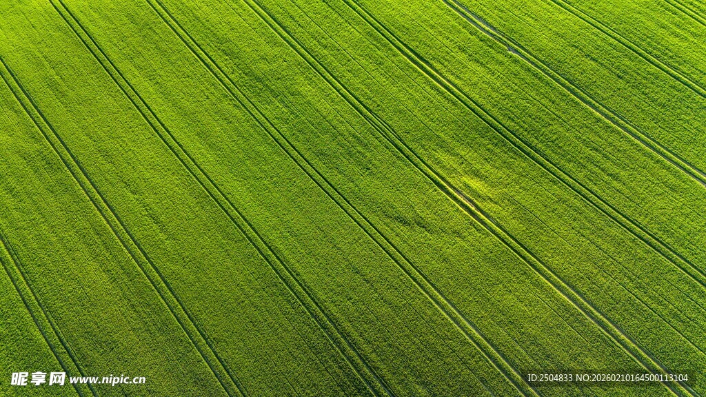 翠绿田野风光