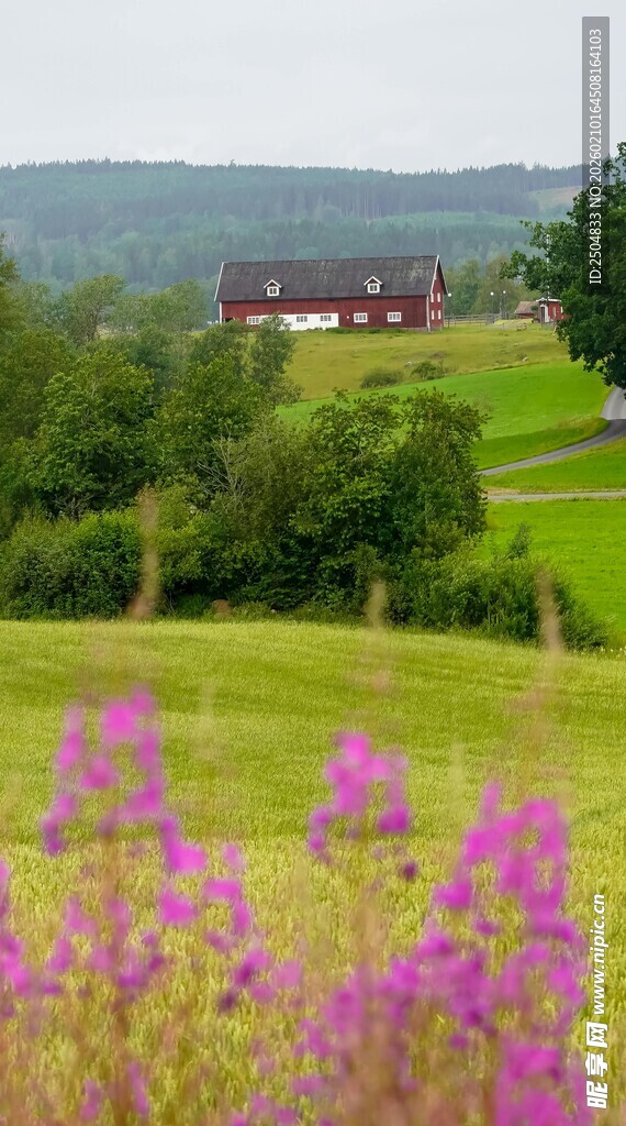田园花海中的乡村景致