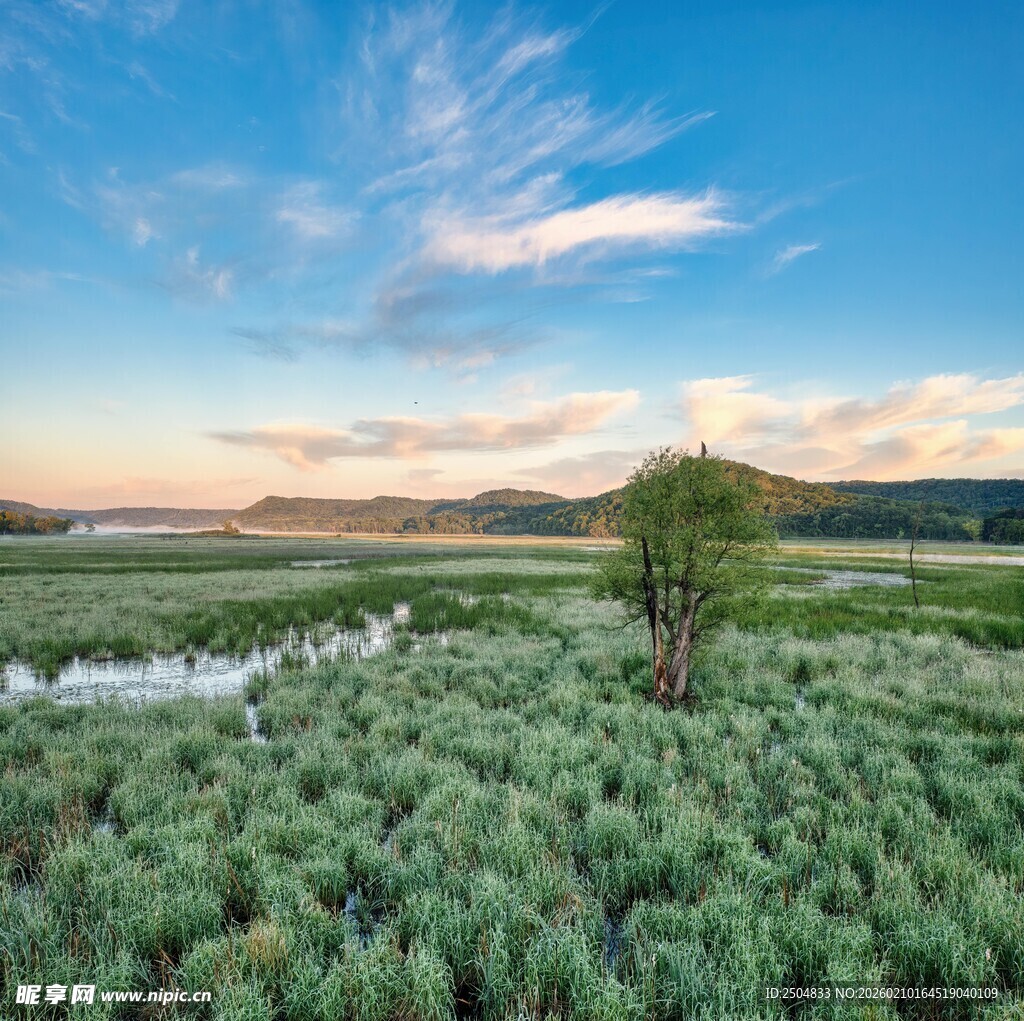 广袤绿野中的孤树景观