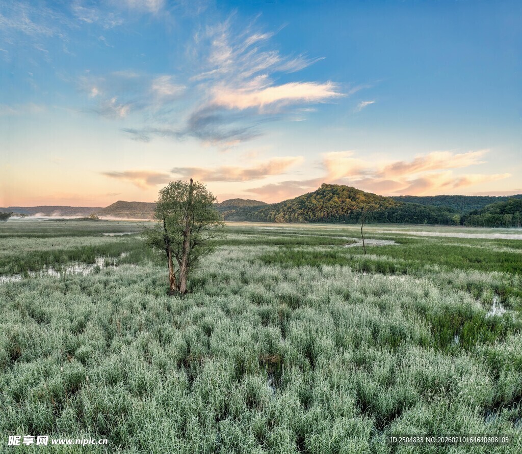 草原孤树与天边绚丽霞光
