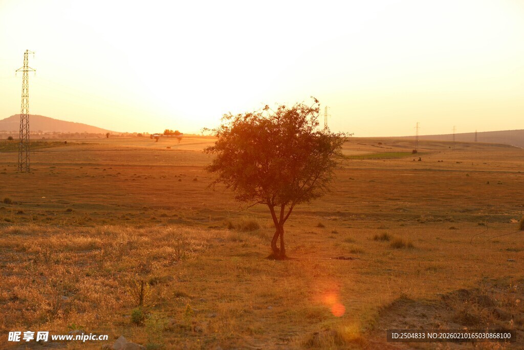 夕阳下旷野中的孤独小树