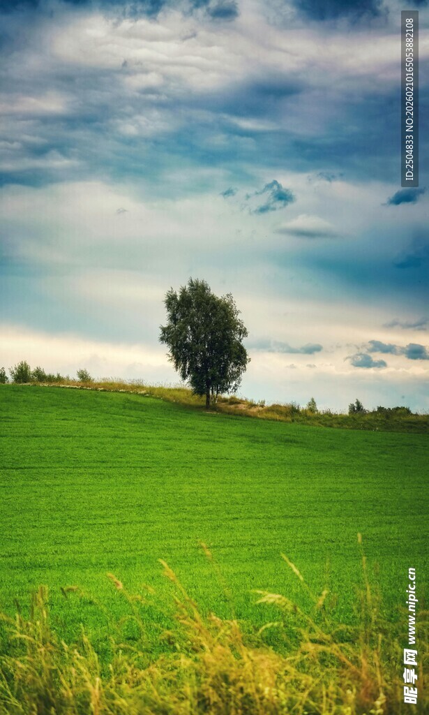 草原孤树 天际云景