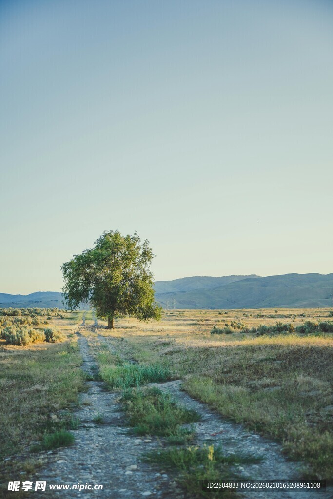 旷野孤树 静谧田园风光