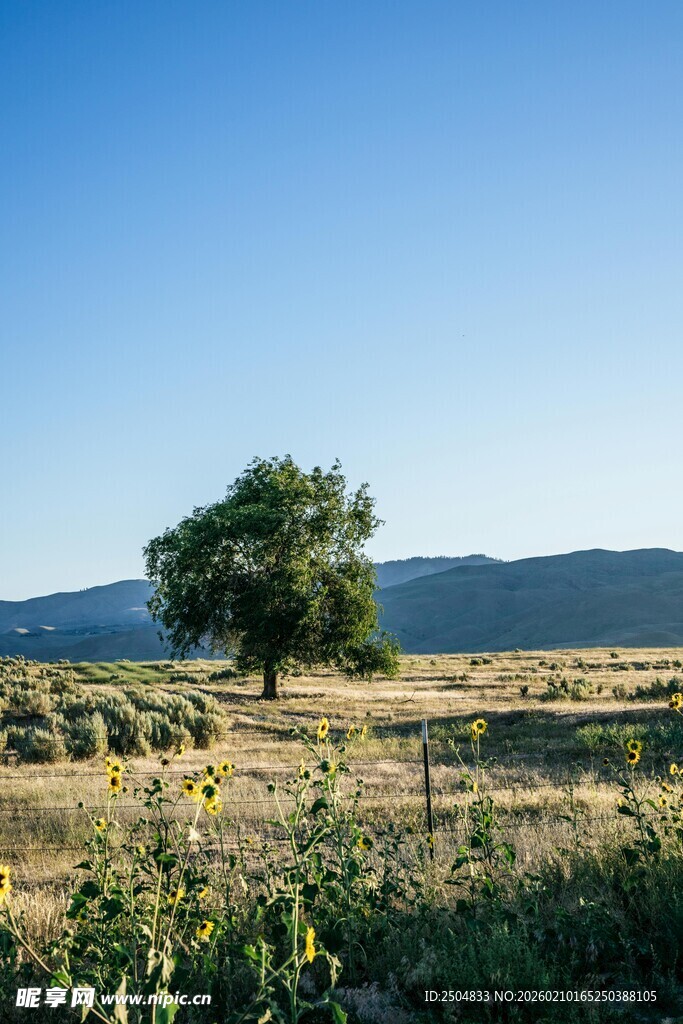 旷野孤树 尽显自然之美
