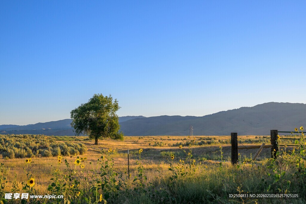 田野孤树 静谧田园风光