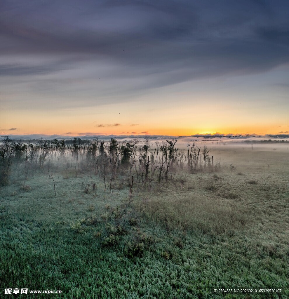 黄昏湿地群鸟栖息美景