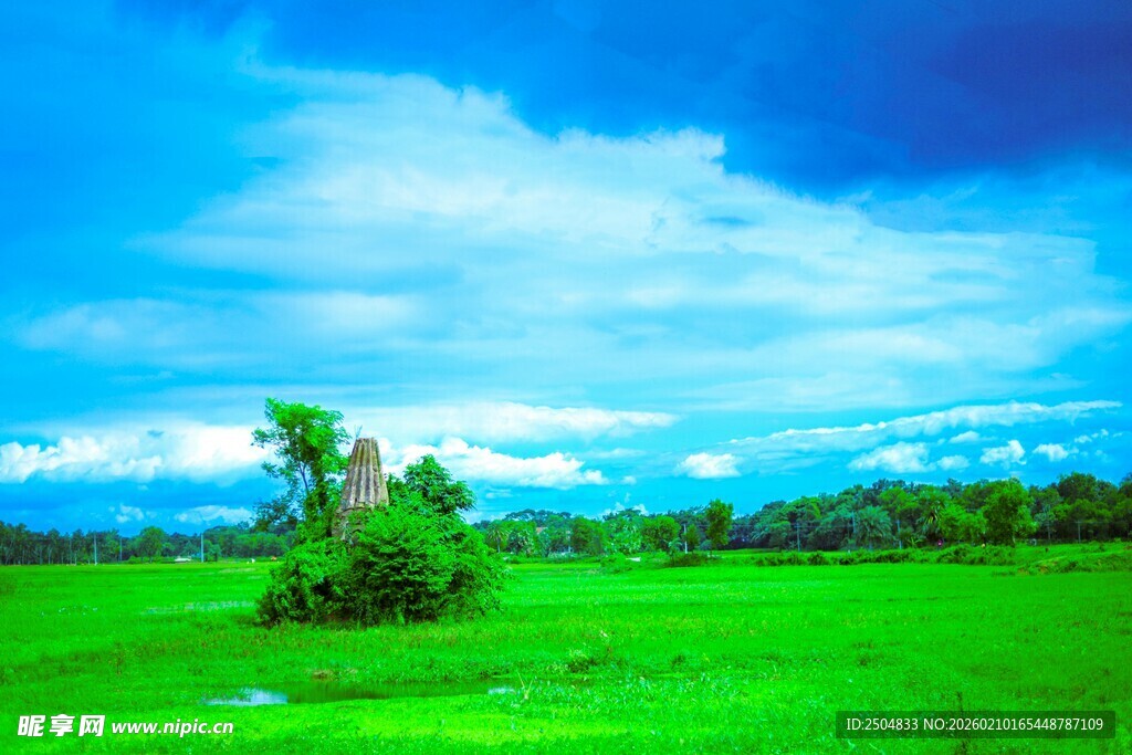 翠绿田野中的孤树与蓝天
