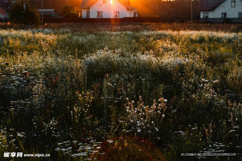 夕阳下的草地美景