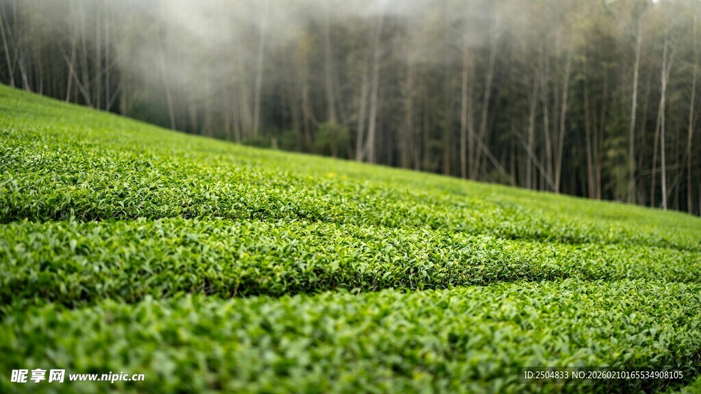 翠绿茶园 云雾缭绕之景