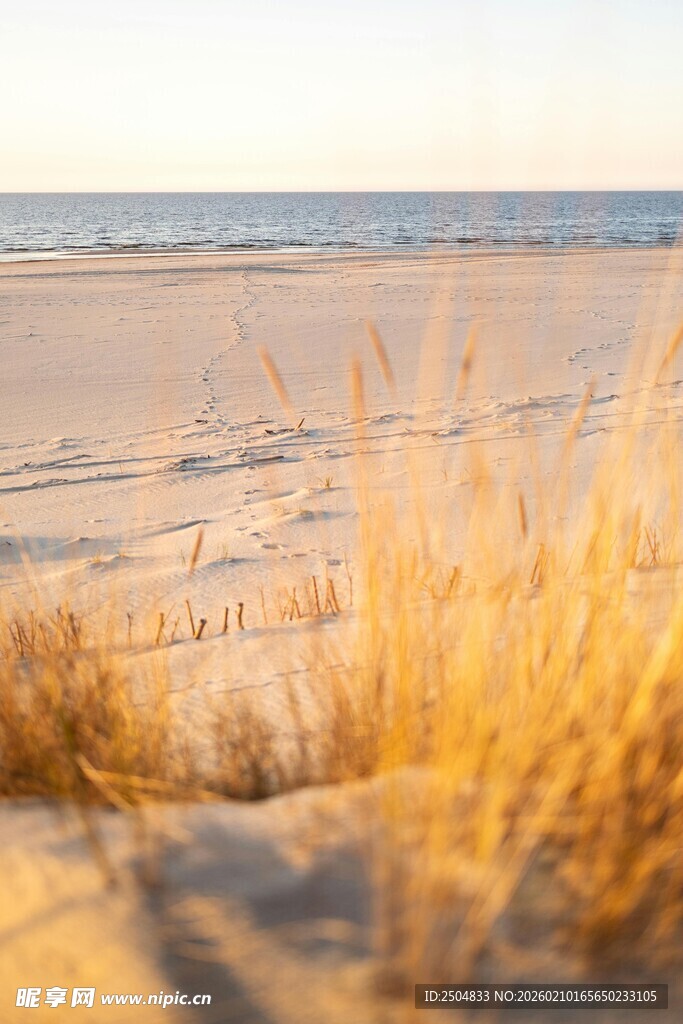 沙滩上的金色草丛