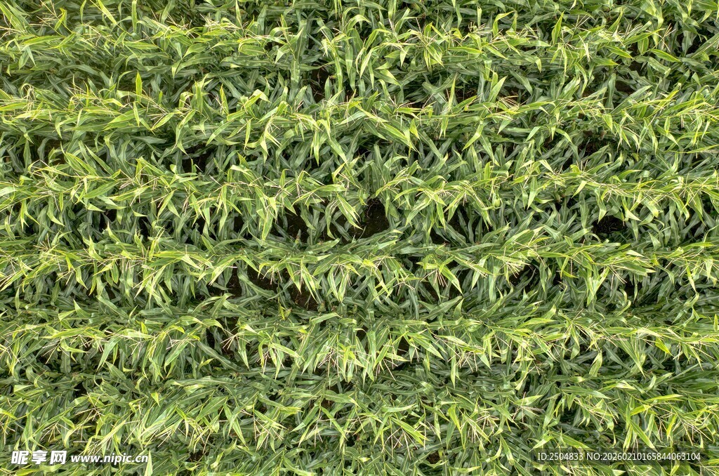 翠绿茂密的人工草坪