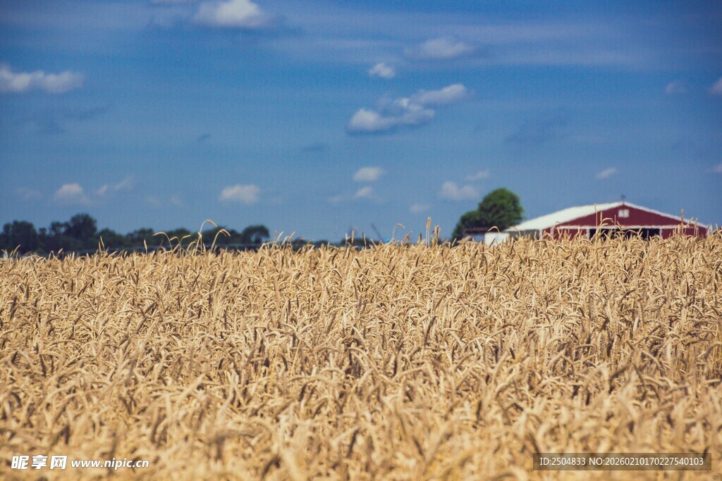 金黄麦田中的红顶建筑