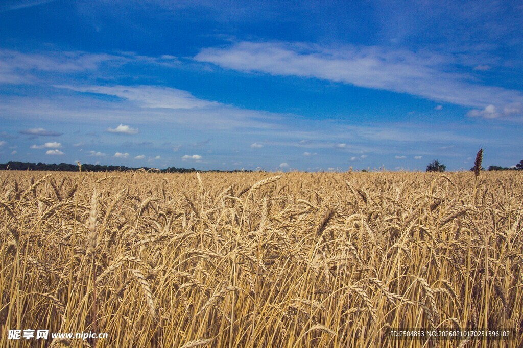金色麦田 蓝天相伴