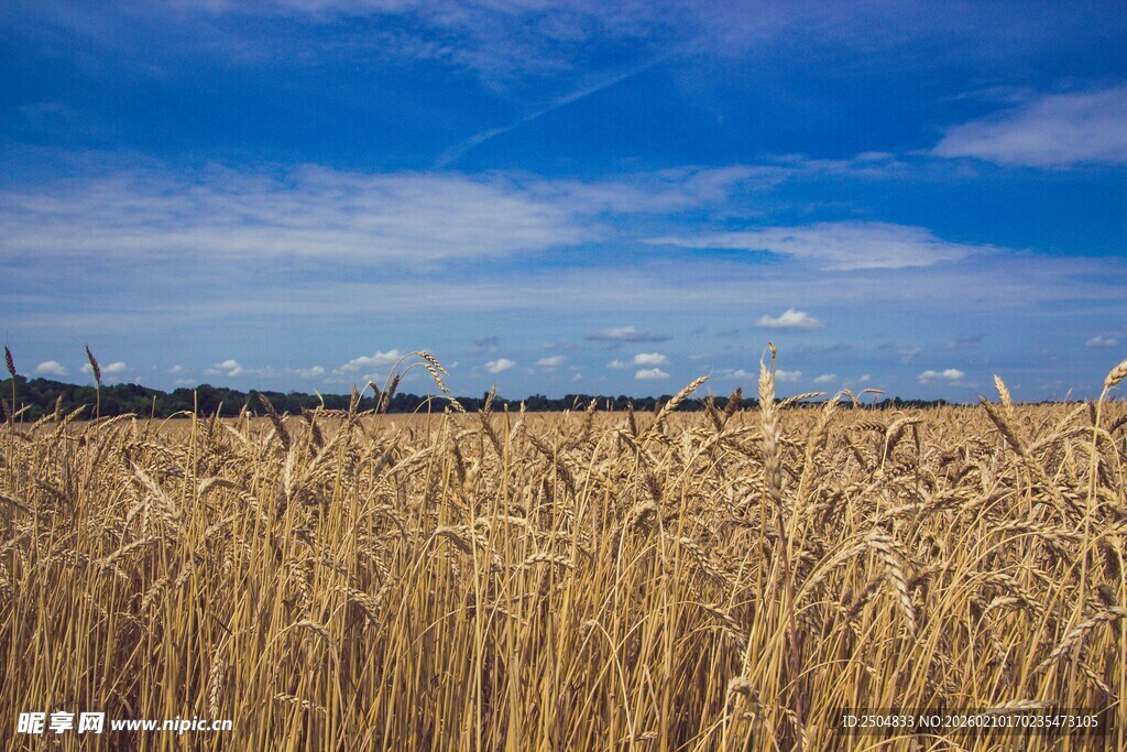 金黄麦田与蓝天美景