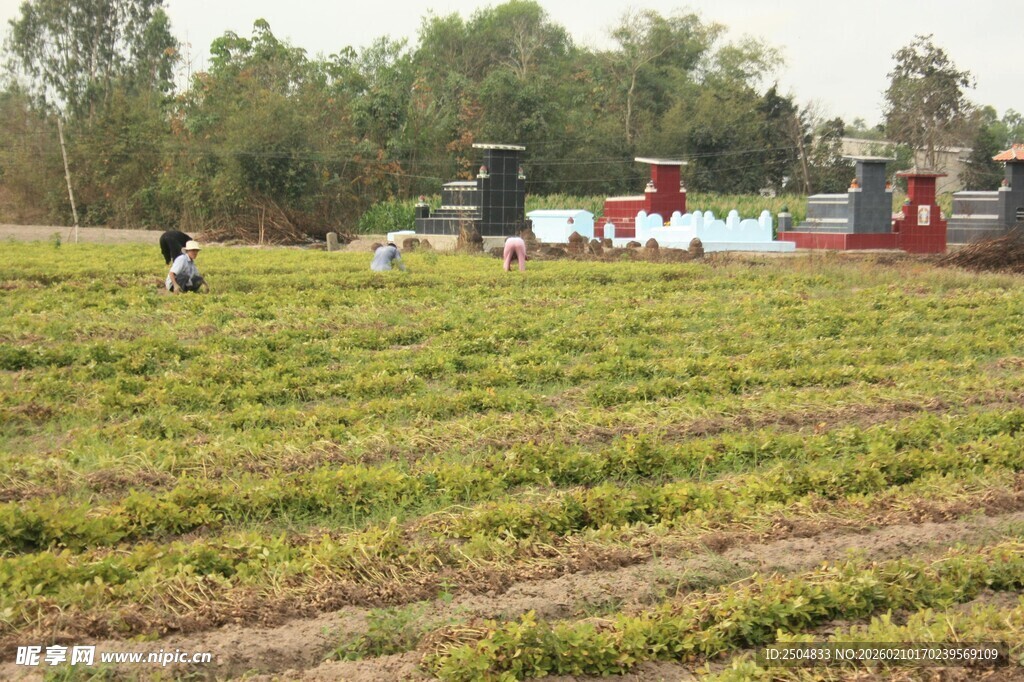 田野劳作场景