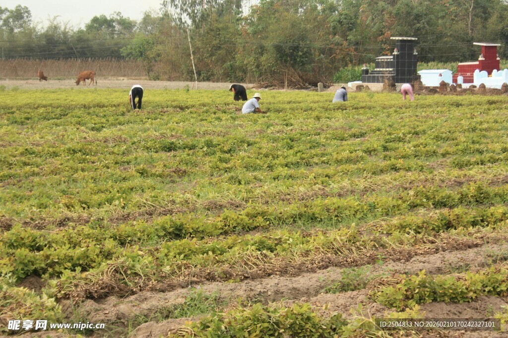 农田劳作场景
