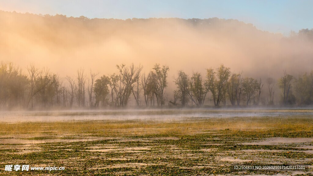 晨雾中的原野与树木