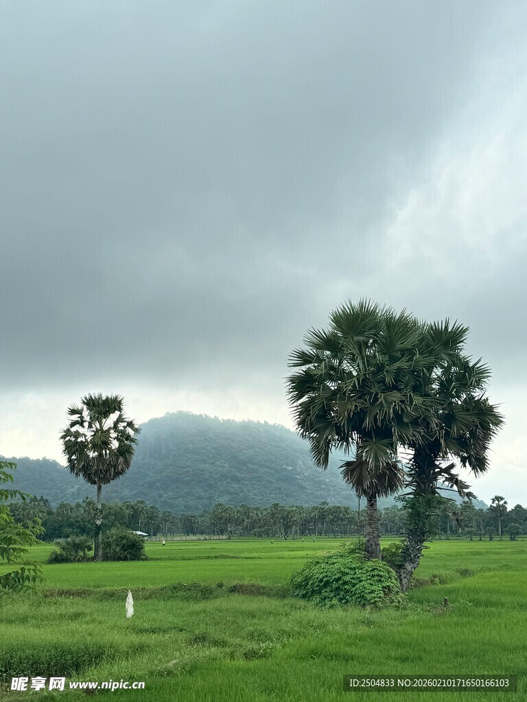 田园绿野中的两棵挺拔树木