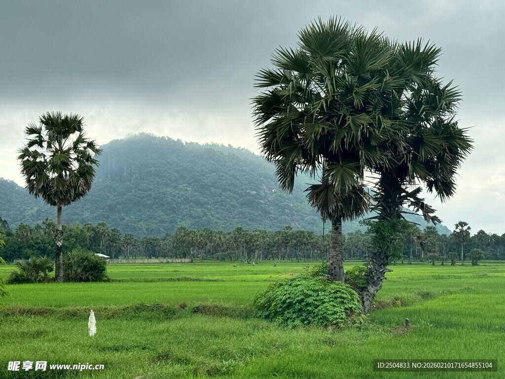 田园风光中的高大棕榈树