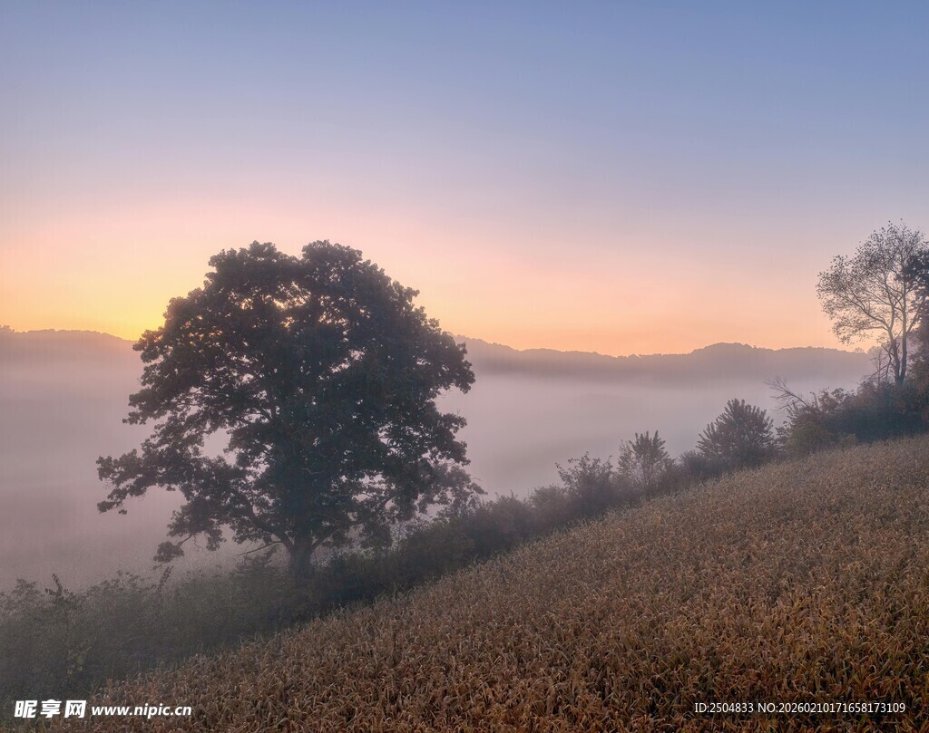 晨雾中的田野与孤树