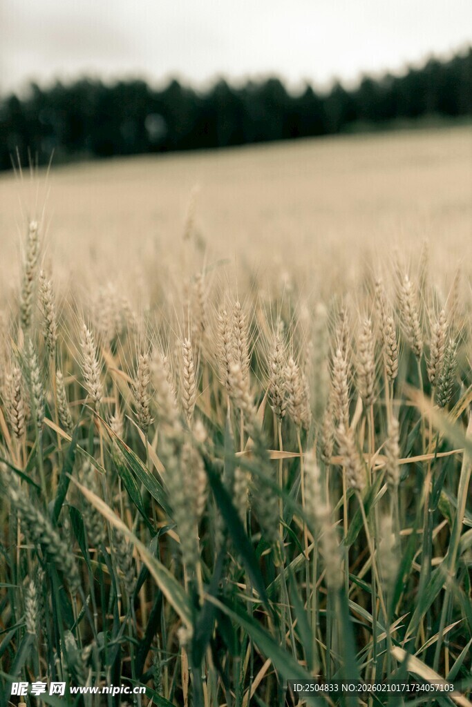 金黄麦田 自然田园风光