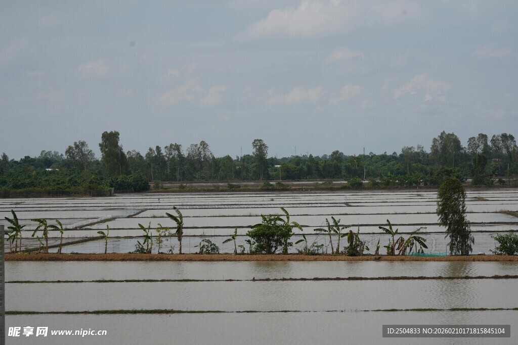 水田风光 远处林木葱茏