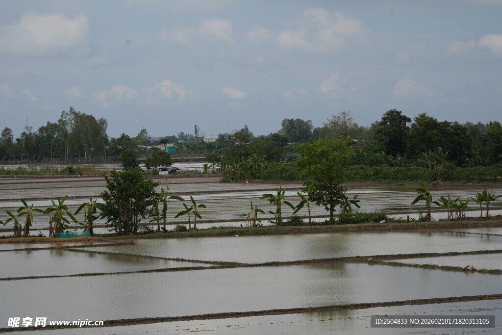 水田风光 绿意盎然的田园