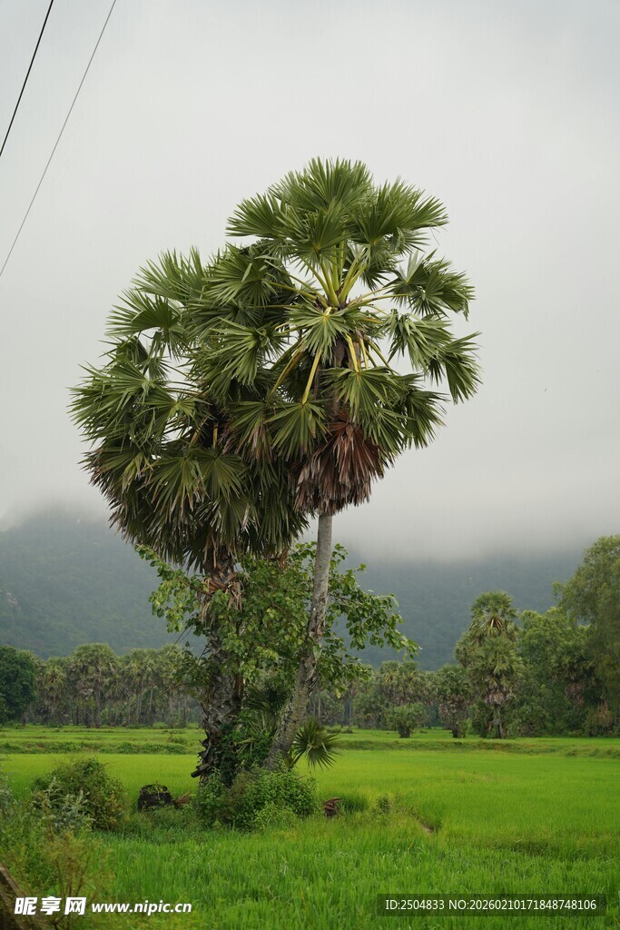 田野中的高大棕榈树