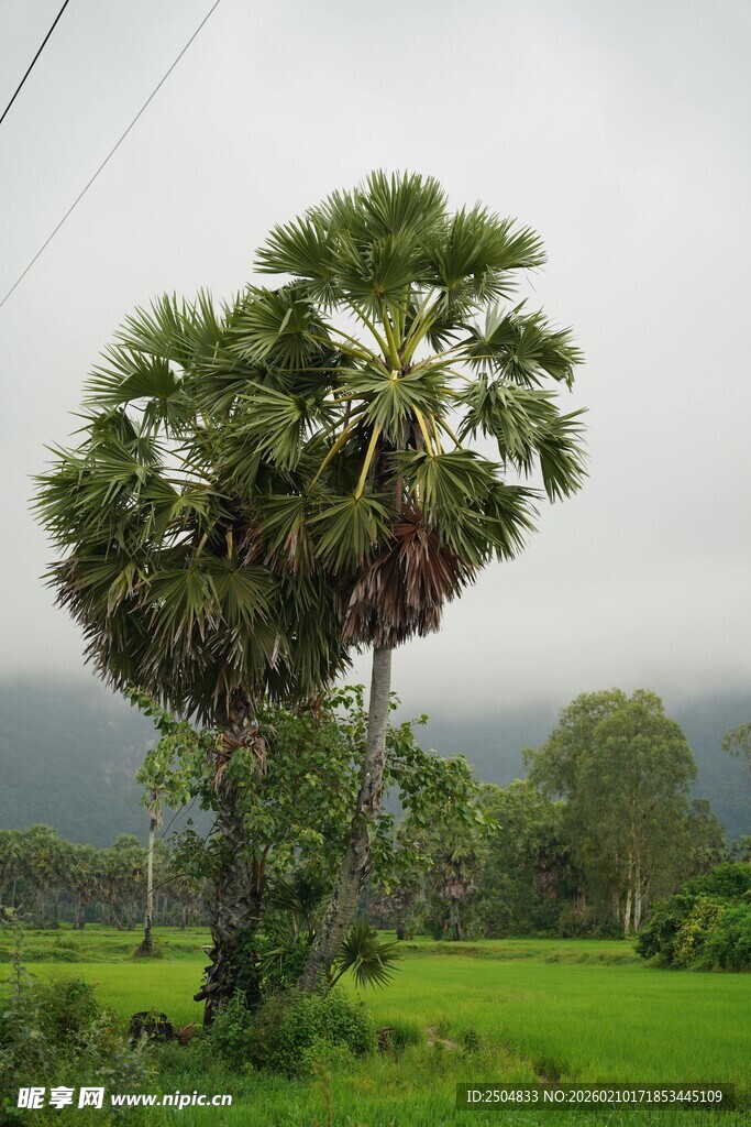 田野中的高大棕榈树